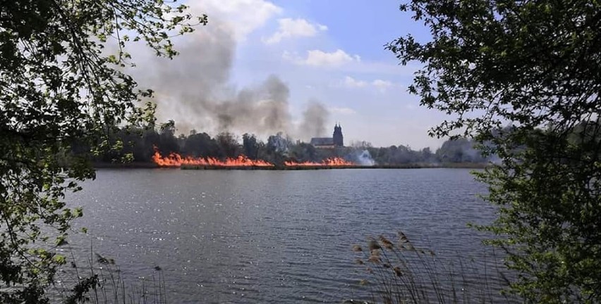 Gniezno: pożar nad jeziorem Świętokrzyskim