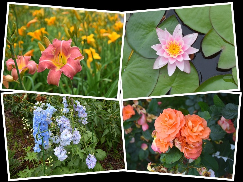W lipcu w ogrodzie botanicznym kwitną letnie rośliny. Zobacz...