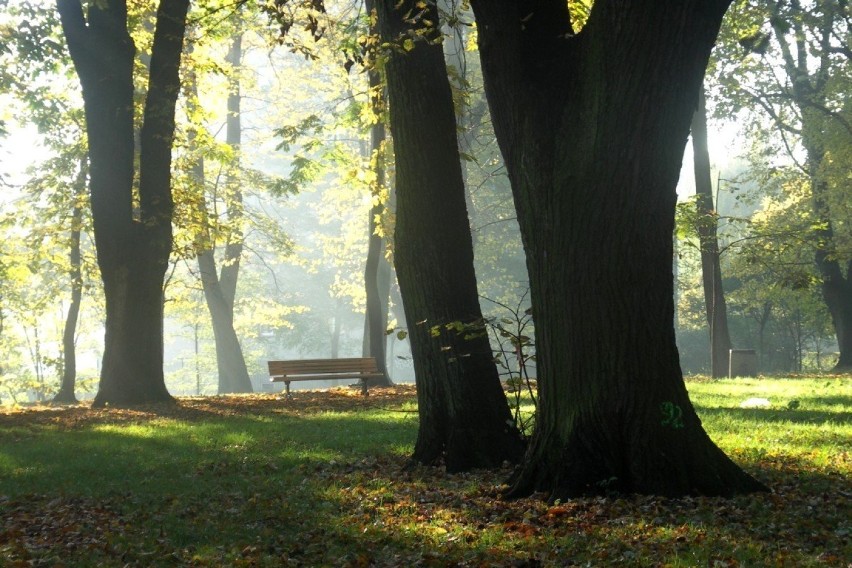 ... park wyglądałby niczym las. Fot. Andrzej Pieczyrak
