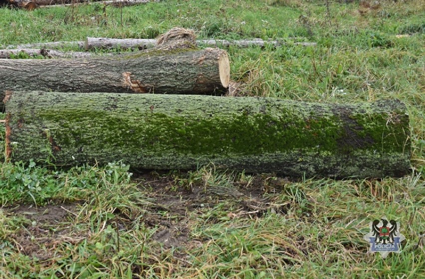 Wałbrzych: 60-latek „zajął się" wyciętymi drzewami