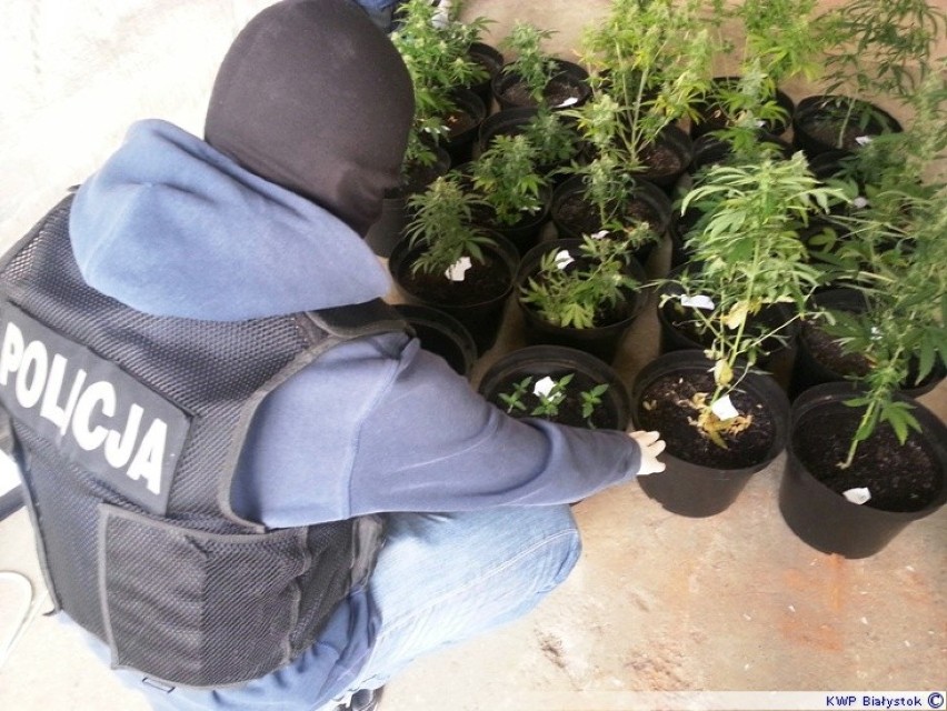 Policjanci odkryli plantację narkotyków