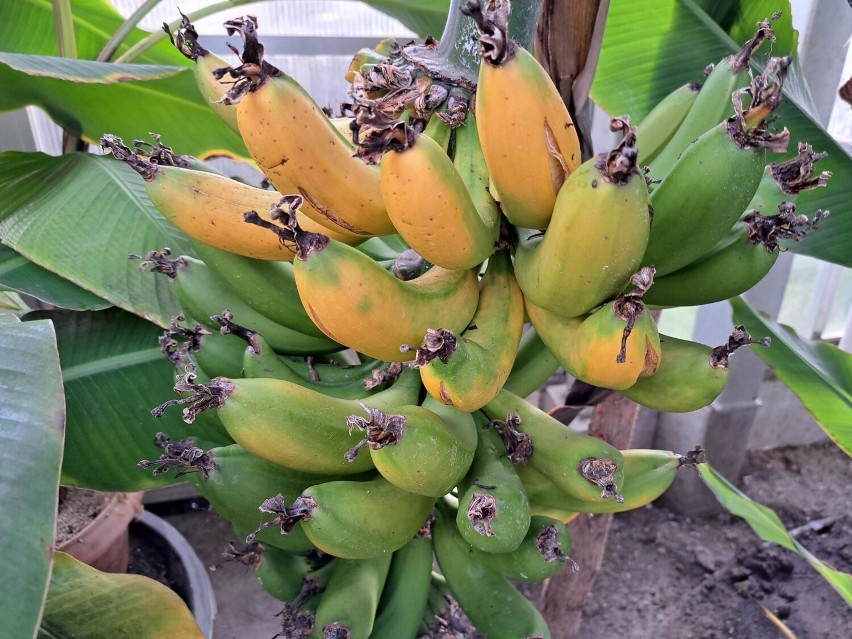 Owocujące bananowce w jednej z dwóch nowoczesnych szklarni,...