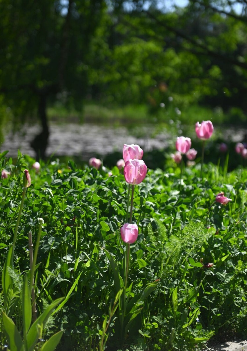 Piękny maj w arboretum w Bolestraszycach koło Przemyśla.