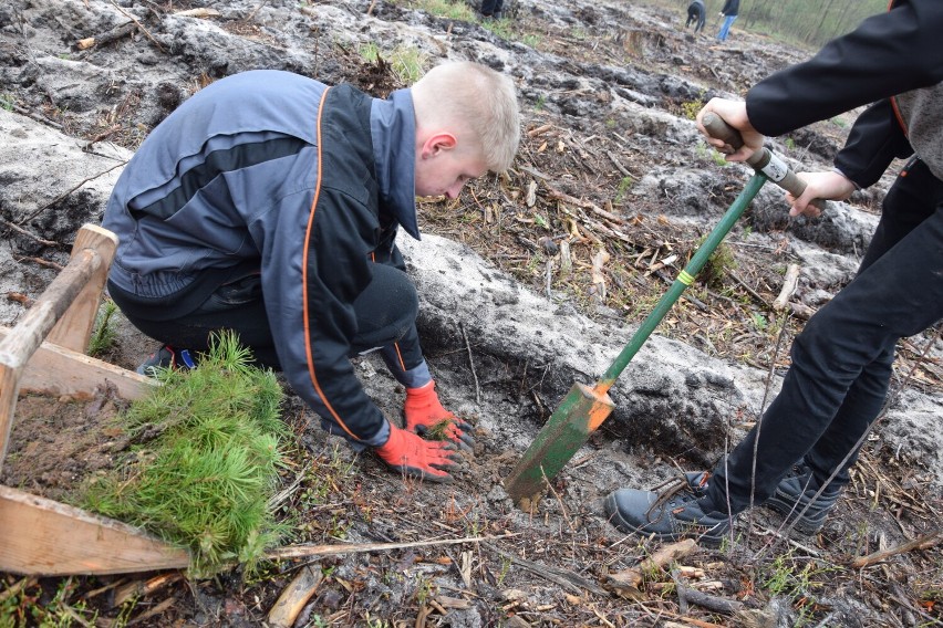 Akcja sadzenia drzew „Lasy pełne energii” Grupy PGE 2022 zainagurowana w Łódzkiem. Udział wzięła młodzież z sieradzkiego Mechanika ZDJĘCIA