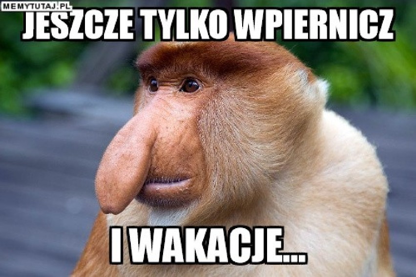 Koniec roku szkolnego MEMY. Wakacje 2019 czas zacząć. Tak...