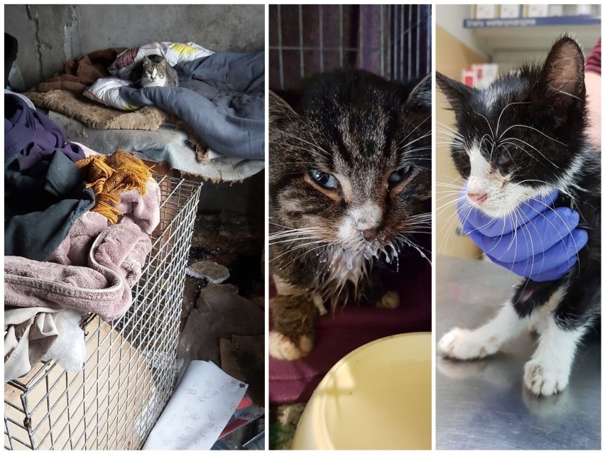 Koszmarne warunki w Wielgowie: leczyła koty ludzkimi lekami, martwe zawijała w szmaty [ZDJĘCIA]