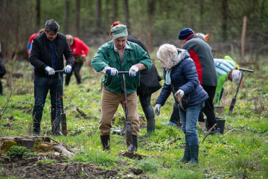Stulecie Lasów Państwowych: Społeczność sadzi las w Nadleśnictwie Nowogard
