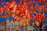 Jesień w Wałbrzychu. Śródmieście skąpane złotem liści (ZDJĘCIA)