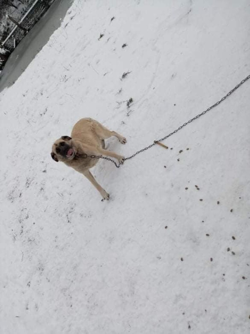 Psy stały na śniegu i nie miały bud. Interweniowali inspektorzy TOZ Starogard Gdański ZDJĘCIA
