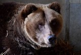 Zoo Poznań: Niedźwiedzie Pietka i Wojtuś wyjdą na wybieg