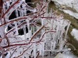 Kolejna ofiara niskich temperatur