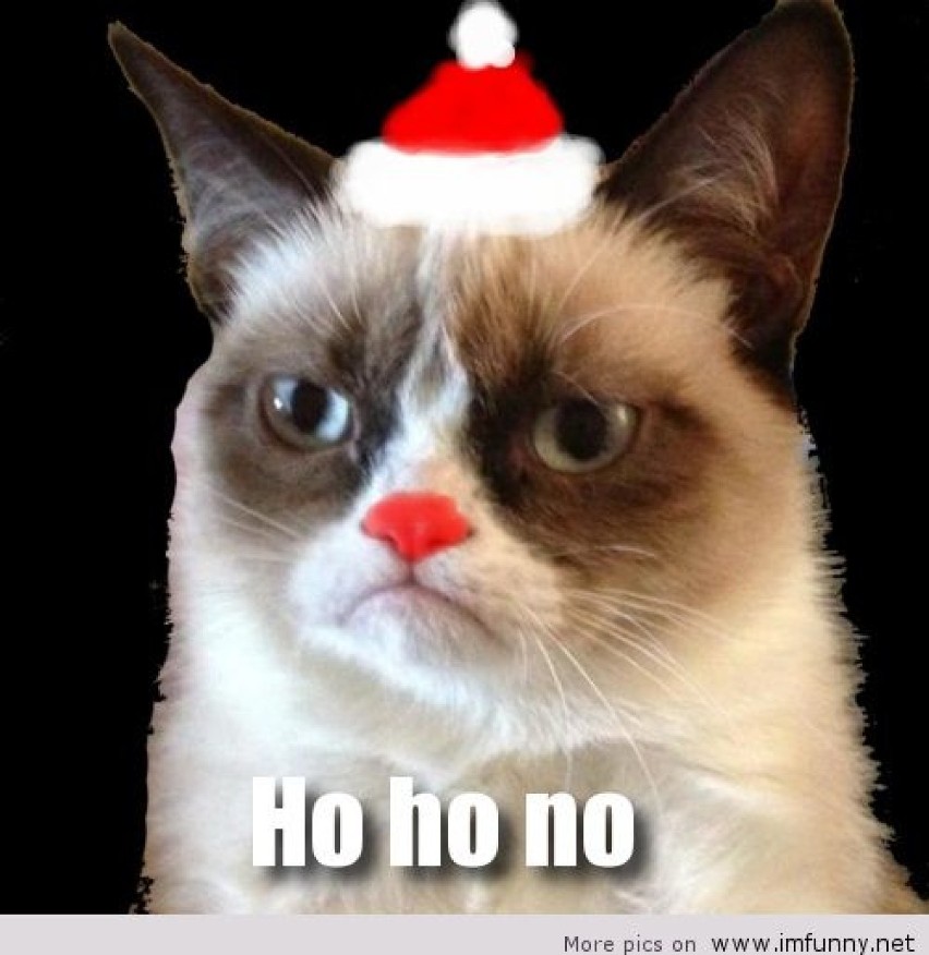 Zrzędliwy Kot na święta. Najlepsze memy i zdjęcia