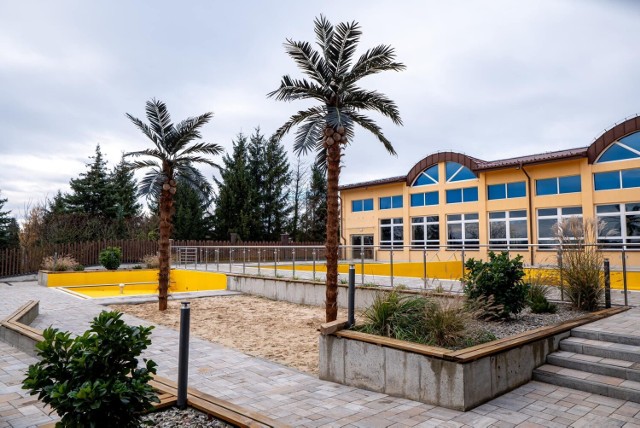 Przed powstającym w Kazimierzy Wielkiej pierwszym w Polsce całorocznym otwartym basenie z wodą siarczkową stanęły dwie dorodne palmy