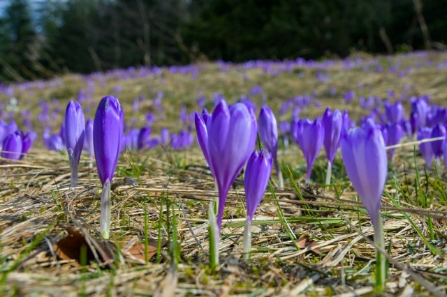 Krokusy na Podhalu