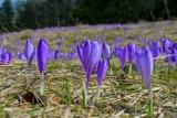 Idziesz na krokusy w Tatry? Pamiętaj, by nie zrywać pięknych kwiatów. To nielegalne