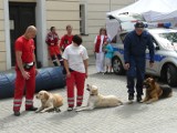 Zostań. Szukaj. Przeszkoda. Czyli, jak to było na pokazie psów ratowniczych