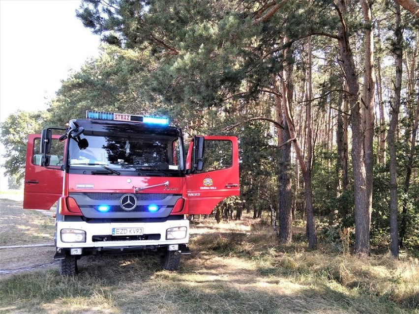 Pożar lasu w Rojkowie. W akcji straż zawodowa i OSP ZDJĘCIA