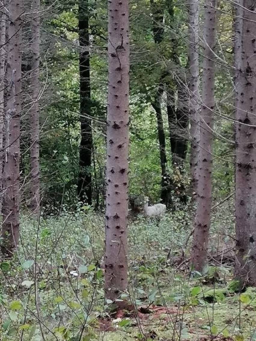 Biała łania daniela w słupsko-usteckich lasach