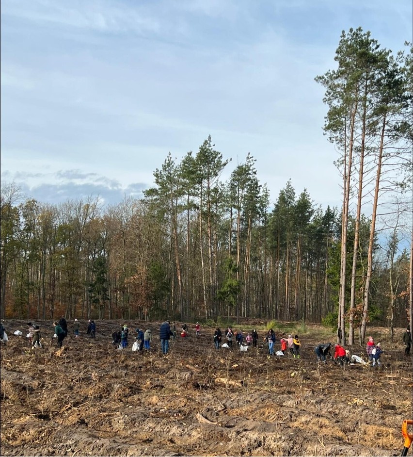 Akcja sadzenia lasu w Nadleśnictwie Runowo z Edytą Herbuś...