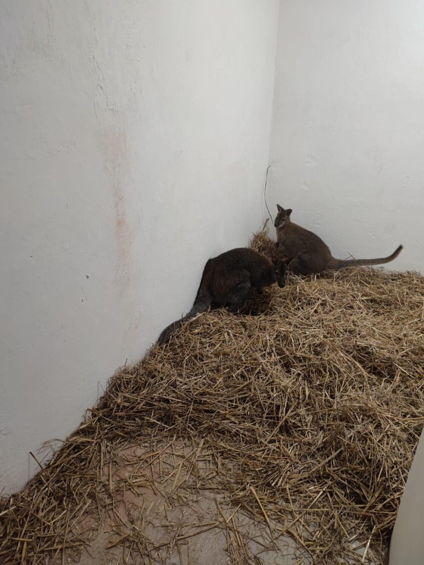 Kangury z minizoo w Sosnowcu nie żyją. Wystraszyły się psów i uległy dotkliwym urazom. Zwierzętom nie udało się pomóc