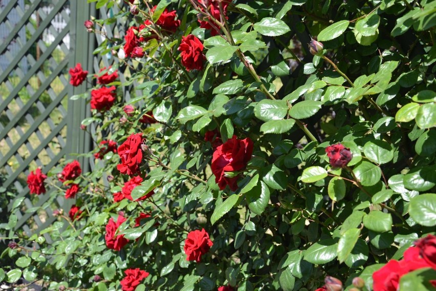 Na ulicach Radlina można podziwiać piękne róże