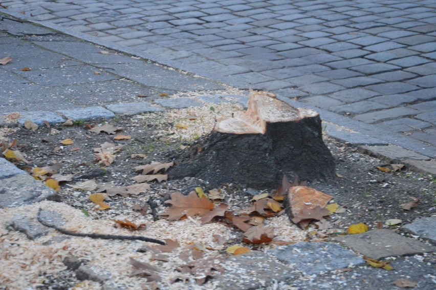 Ruszył dalszy etap alei Wolności. Trwa wycinka drzew. Utrudnienia na kolejnym odcinku [ZDJĘCIA]