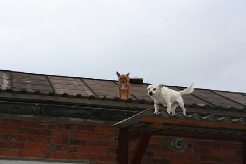 W Stobnie pod Kaliszem psy miały wybieg na dachu stodoły