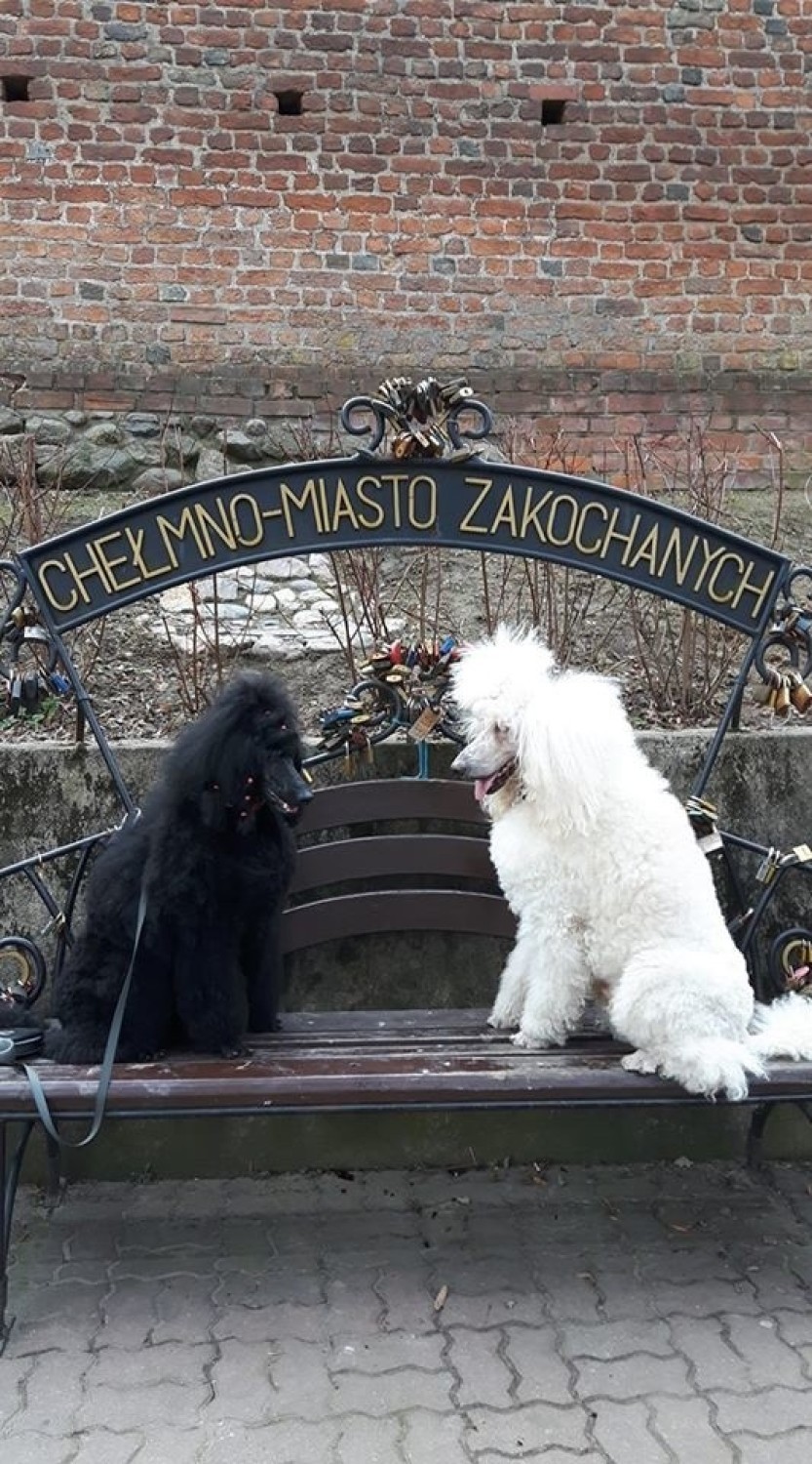 Psy mieszkańców Chełmna i okolic też obchodziły swój Dzień...