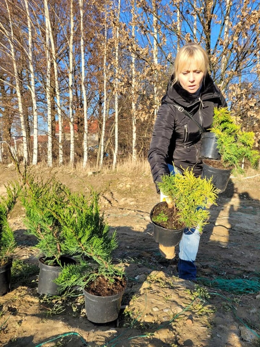 Na ratunek klimatowi! 500 sadzonek przy boisku w Radzimowie. Ogromny odzew na akcję ekologiczną