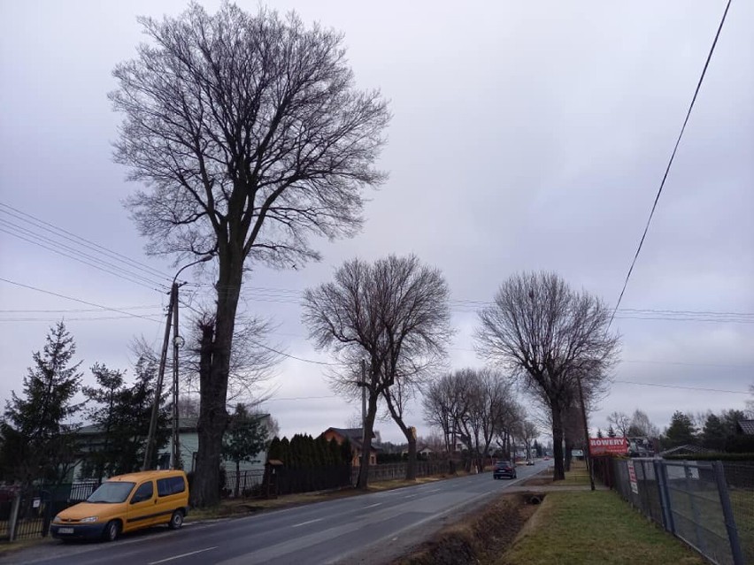 Bronią drzew przy ulicy Narutowicza w Radomsku. Radni i dendrolog piszą petycję do projektanta