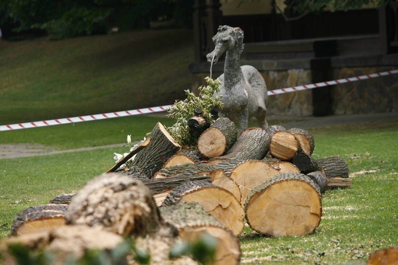 Szczawno-Zdrój: Drzewo zabiło dziecko. Mieszkańcy ustawiają...