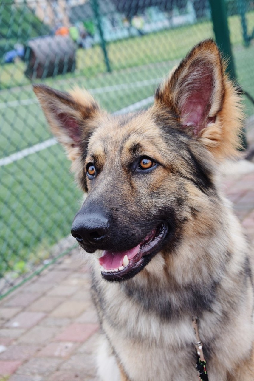 Wystawa psów rasowych w Sieradzu 2018. Pokazało się ok. 100 psich piękności. Była też zbiórka (zdjęcia)