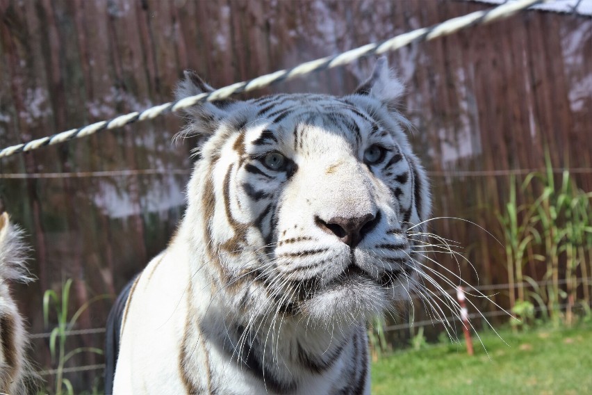 14. urodziny Zoo Borysew w długi weekend 13-15 sierpnia. Będzie wiele atrakcji, w tym nocne zwiedzanie ZDJĘCIA, PLAKATY