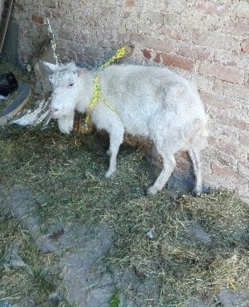 Policja szuka właściciela... kozy. Zwierzę znaleziono pod Końskowolą