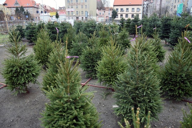 Czuć już świąteczną gorączkę. Na pierwszy ogień idzie zakup choinki