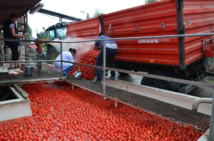 We Włocławku są już na półmetku skupu pomidorów. W sezonie przerabianych jest ich 250 ton [zdjęcia]