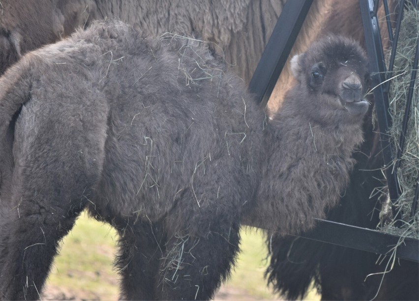 Białe lwiątko i wielbłądzica Zoja, czyli słodziaki z Zoo Safari Borysew. Jak się mają ostatnie nowo narodzone zwierzaki? ZDJĘCIA