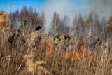 Biebrzański Park Narodowy po pożarze wspierają tysiące osób. Na ratowanie przyrody płyną miliony złotych (zdjęcia)