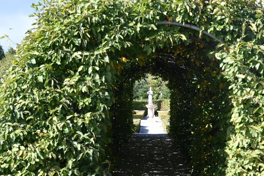 Jesienny Ogród Botaniczny w Kielcach. Piękne wrzosy, trawy ozdobne, astry i hortensje. Zobaczcie zdjęcia i film