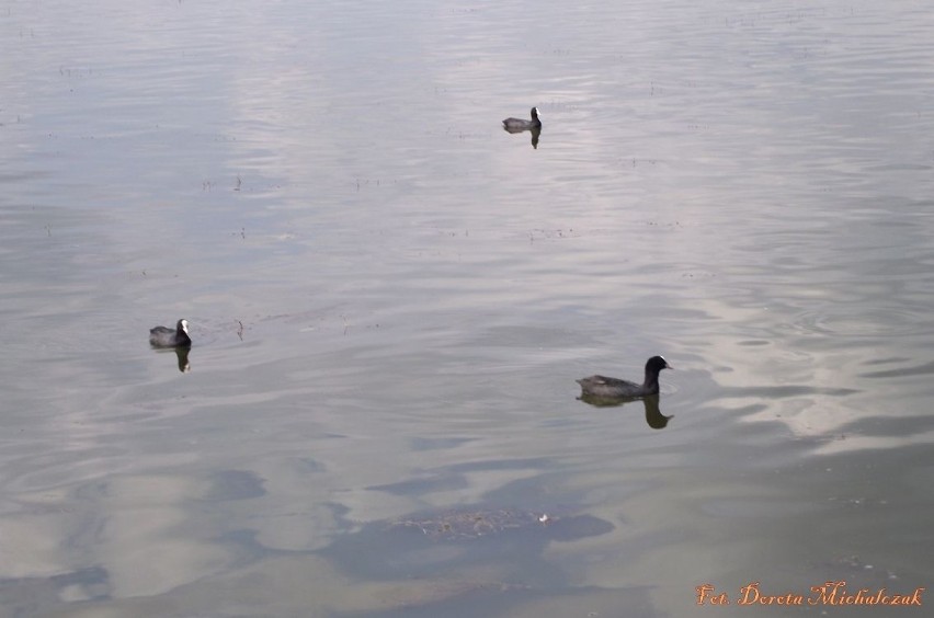 Kaczki podpływają do brzegu jeziora. One nie potrzebują...