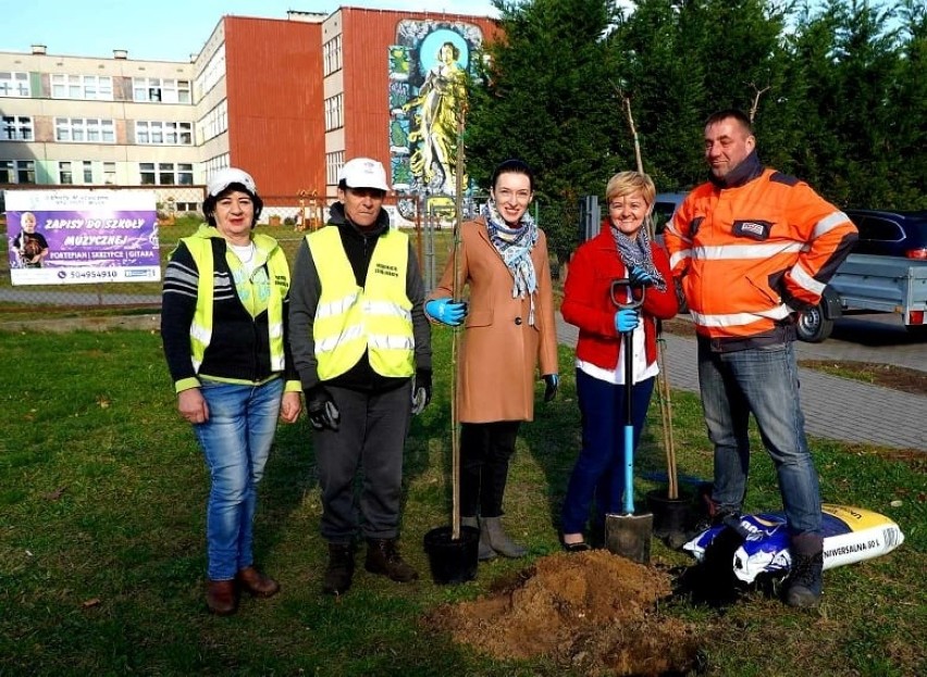 Miasto realizowało także projekt „100 nowych drzew dla...