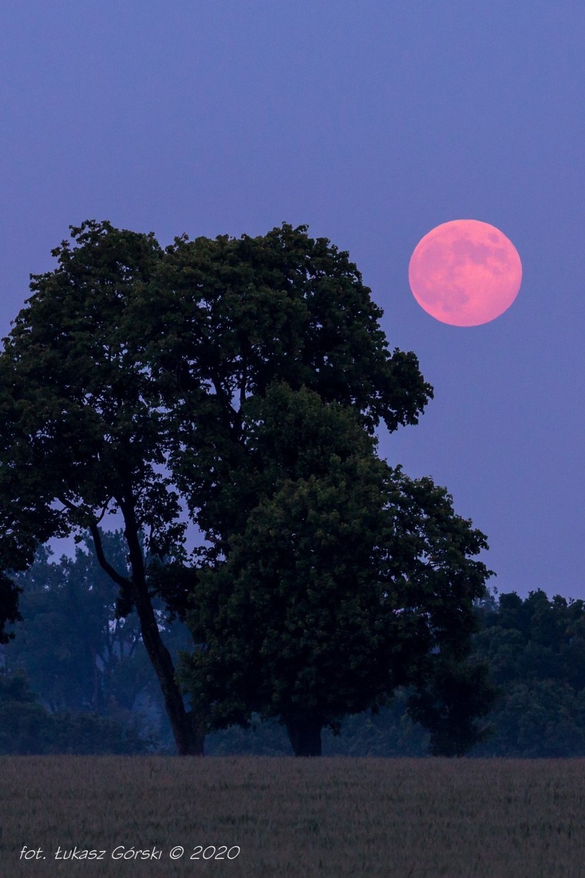 Czerwcowa pełnia Księżyca często nazywana jest Truskawkową....