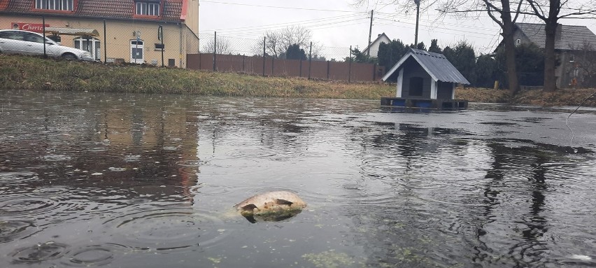 W stawie w Zielonej Górze Łężycy można zobaczyć śnięte ryby.