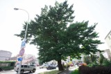 Dąb z ul. Fredry w Rzeszowie  miał być ścięty. Jest w finałowej 16-stce do tytułu Drzewa Roku 2021 