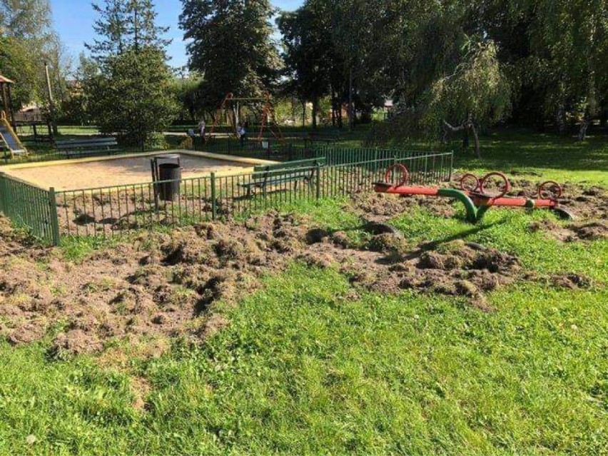 Kraków. Dziki niszczą park im. Maćka i Doroty na Klinach Borkowskich [ZDJĘCIA]