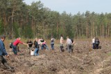 Akcja sadzenia drzew PGE: W Tomaszowie uczniowie I LO zasadzili 5 tysięcy sosenek [ZDJĘCIA]