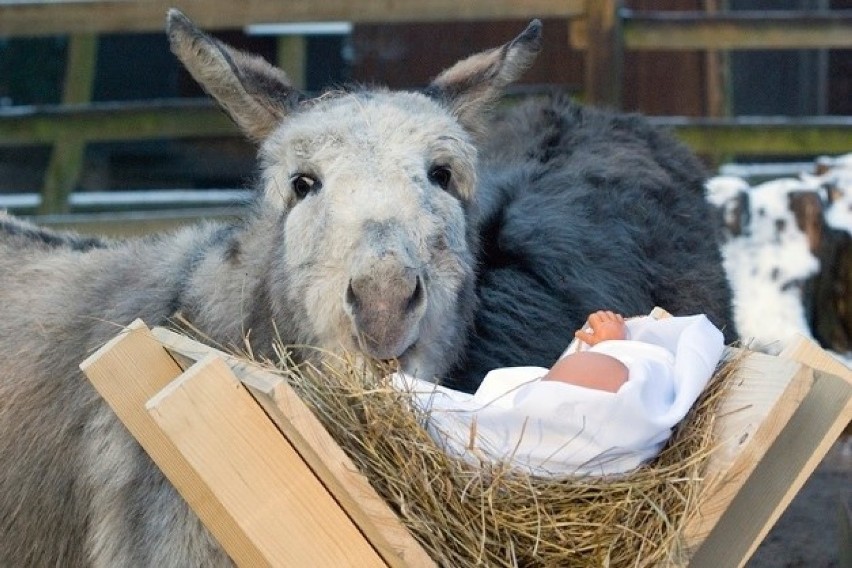 Żywą Szopkę w krakowskim ogrodzie zoologicznym będzie można...