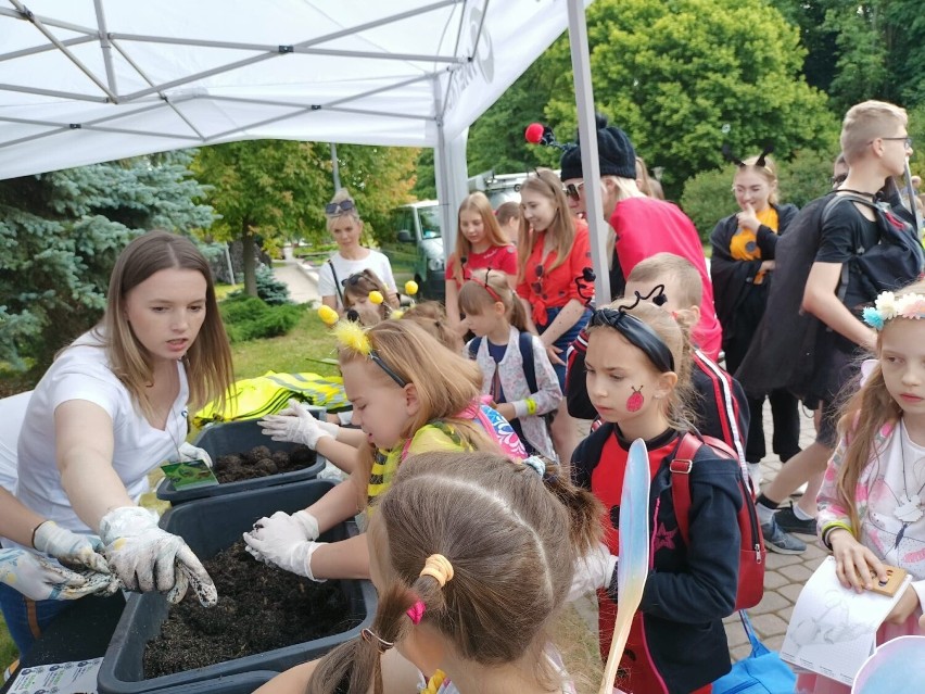 Piękne pszczółki, biedronki i motyle na Szóstym Rzeszowskim Zlocie Owadów