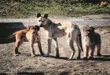 Watahy zdziczałych psów sieją postrach  w  Ostrowie i okolicy
