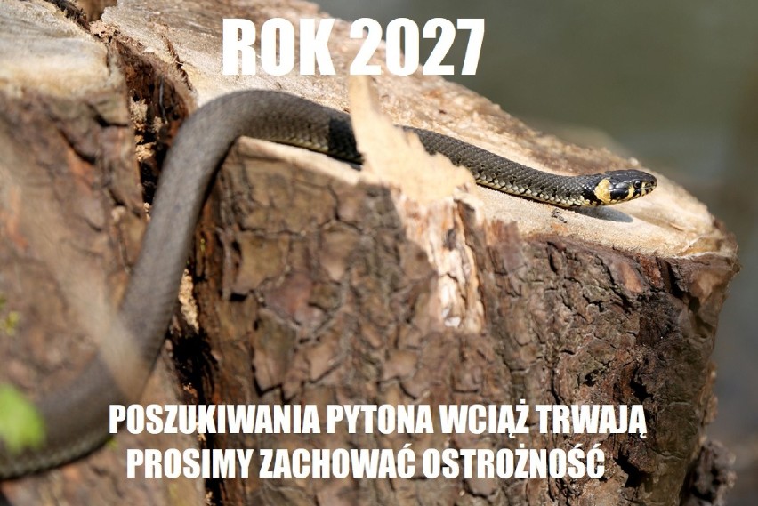 Poszukiwania pytona na wesoło. Niebezpieczny wąż padł ofiarą żartownisia [MEMY]